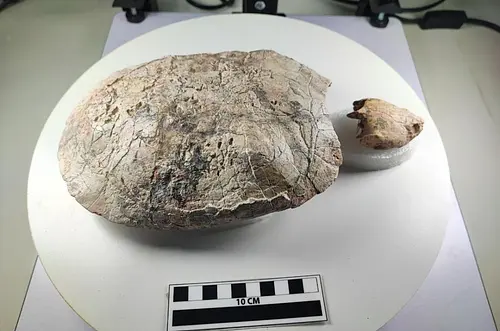 Hallan tortuga fósil en Colombia nombrada en honor a Shakira