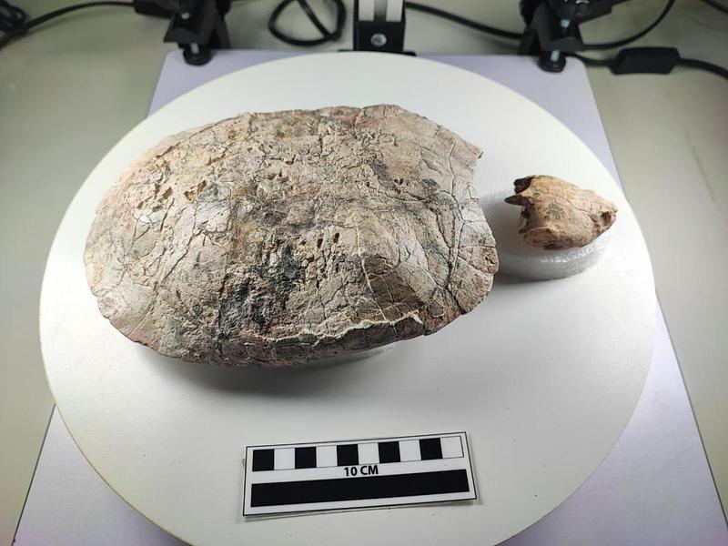 Hallan tortuga fósil en Colombia nombrada en honor a Shakira