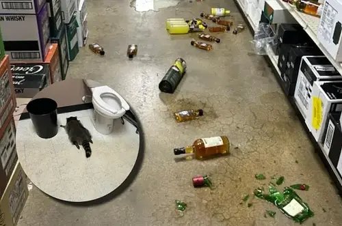 Mapache borracho causa caos en licorería de Virginia