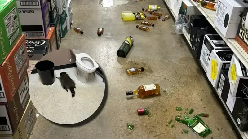 Mapache borracho causa caos en licorería de Virginia