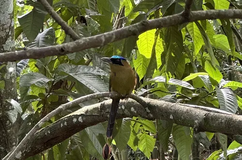 Secretaría alerta sobre daños de la pólvora en animales