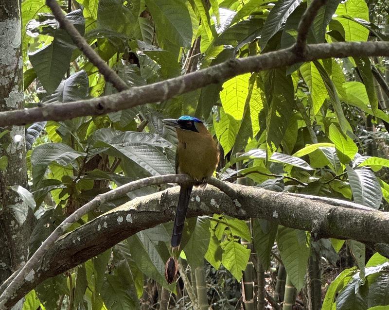 Secretaría alerta sobre daños de la pólvora en animales