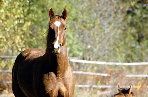 Tragedia en Palmira: menor murió tras caída de un caballo