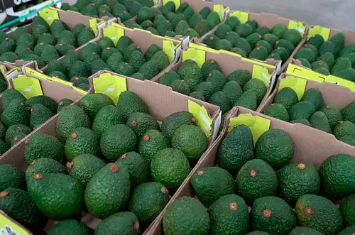 Aguacate Hass colombiano abre puertas en mercado de Uruguay