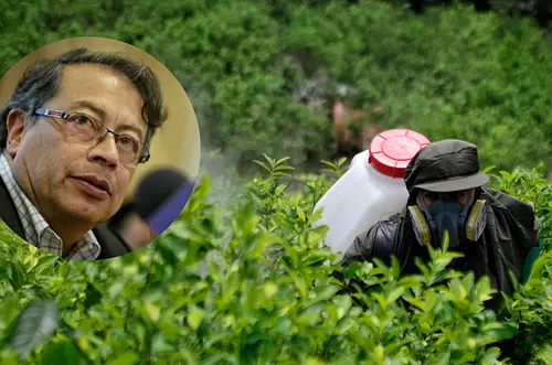 CRC negó cadena de Petro por cultivos de coca