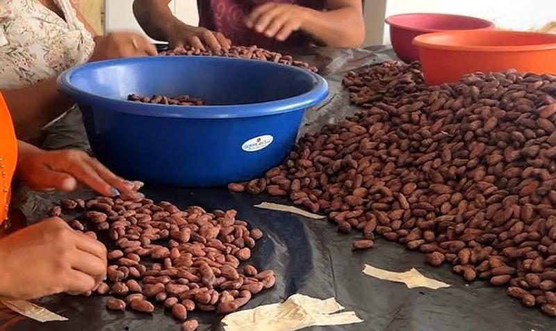 Cacao del Meta llega a Japón y Bélgica con histórica exportación