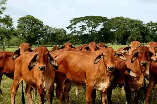 Casanare impulsa un centro biotecnológico para la ganadería