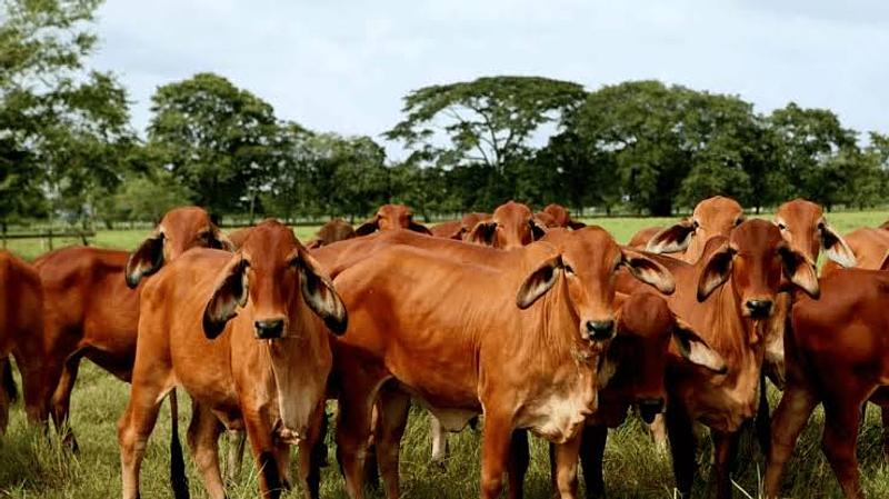 Casanare impulsa un centro biotecnológico para la ganadería