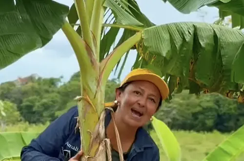Reforma Agraria impulsa nuevas cosechas en el Meta