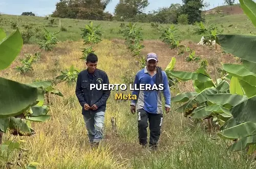 Campesinos transforman tierras entregadas por la ANT
