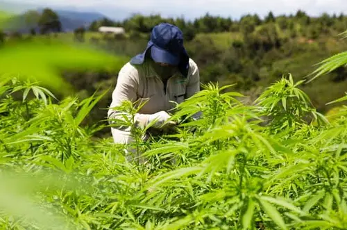 Colombia autoriza venta legal de cannabis medicinal
