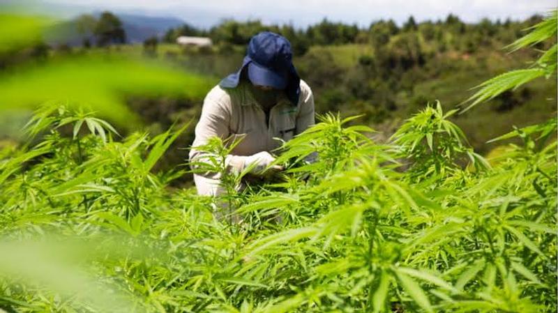 Colombia autoriza venta legal de cannabis medicinal