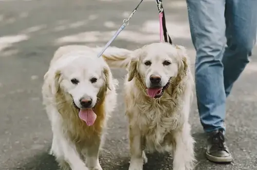 Acusan a presunto homicida de paseador de perros en Rionegro