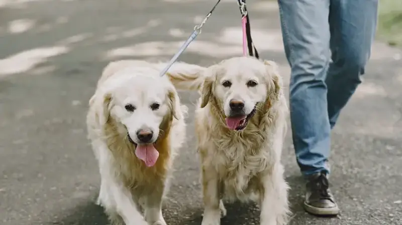 Acusan a presunto homicida de paseador de perros en Rionegro