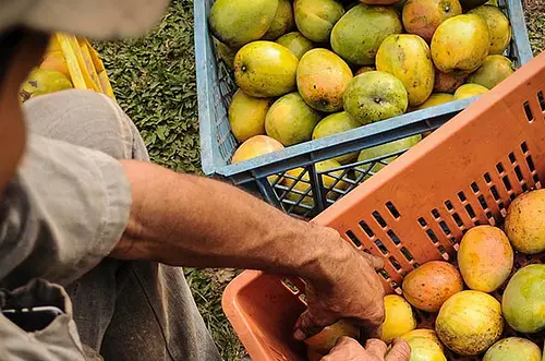 Exportaciones agropecuarias de Colombia crecen 29,6% en septiembre
