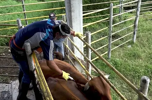 Crecen coberturas en vacunación ganadera del país