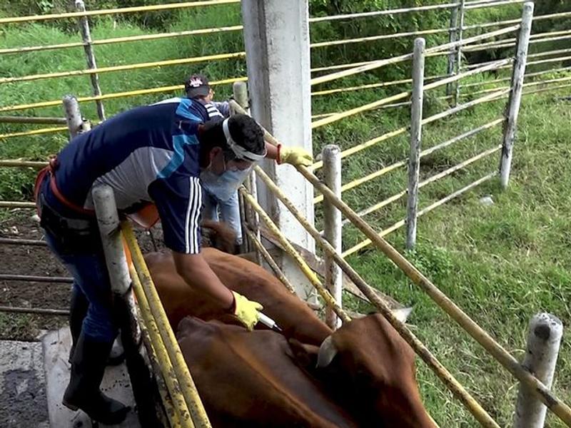 Crecen coberturas en vacunación ganadera del país