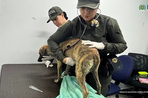 Fiscalía judicializa a hombre por maltrato animal