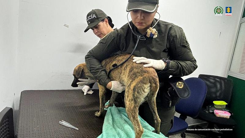 Fiscalía judicializa a hombre por maltrato animal