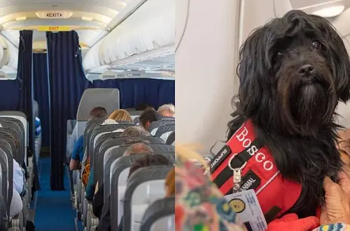 Nuevas Condiciones de transporte de mascota en avión y bus