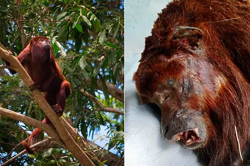 Confirman caso de Fiebre Amarilla en un mono en el Meta