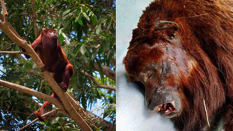 Confirman caso de Fiebre Amarilla en un mono en el Meta