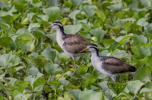 Ecopetrol avanza en la conservación de 219 especies de fauna