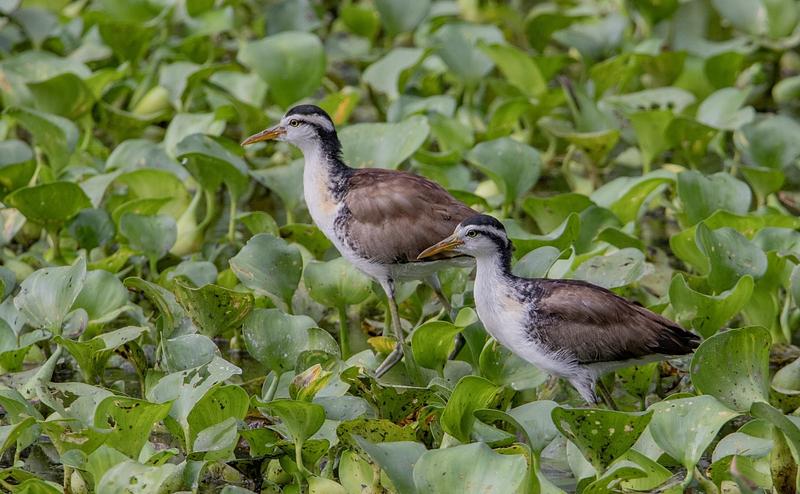Ecopetrol avanza en la conservación de 219 especies de fauna