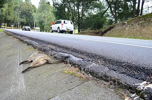 Gobierno busca prevenir atropellamiento de fauna en las vías