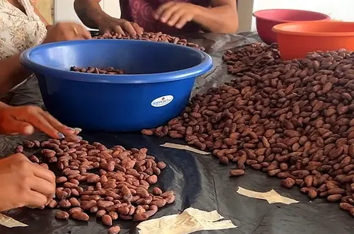 Productores metenses de Agroemprende Cacao conquistan Europa