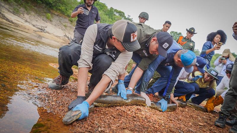 Más de 130 animales silvestres regresan a la libertad