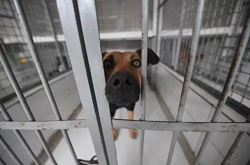 Éxito en adopciones deja dos refugios vacíos