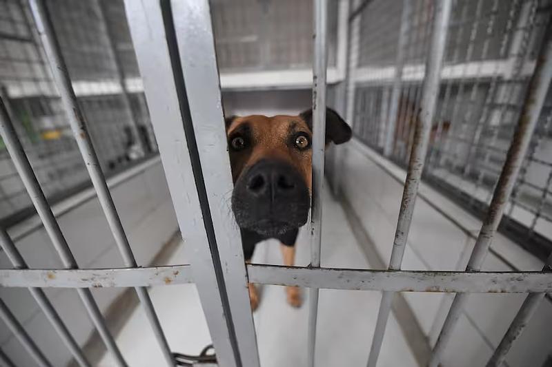 Éxito en adopciones deja dos refugios vacíos