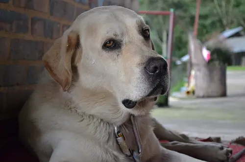 Programa Nacional de Esterilización Quirúrgica para mascotas