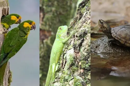 En Semana Santa refuerza lucha contra tráfico de flora-fauna