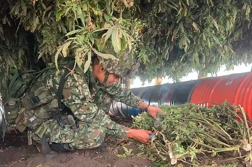 Incautan más de una tonelada de marihuana rumbo a Ecuador