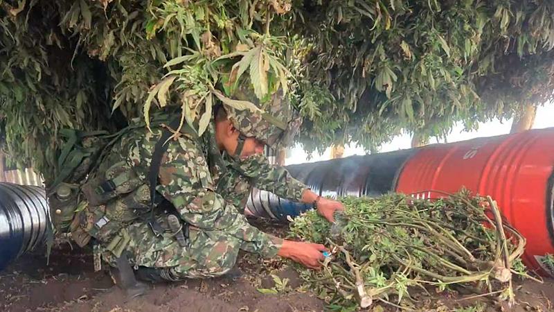 Incautan más de una tonelada de marihuana rumbo a Ecuador