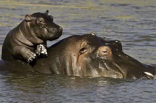 Admiten tutela en contra del sacrificio de hipopótamos