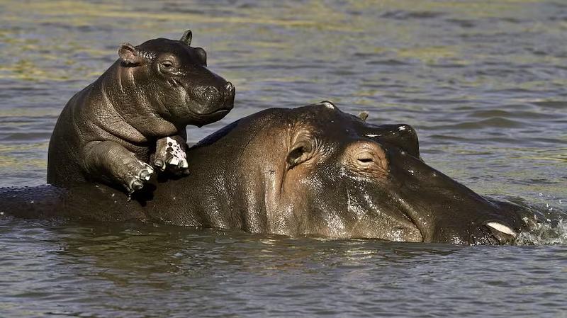 Admiten tutela en contra del sacrificio de hipopótamos