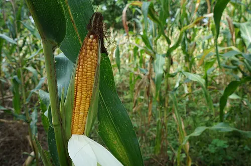 Importaciones de maíz blanco en Colombia aumentaron en 411 %