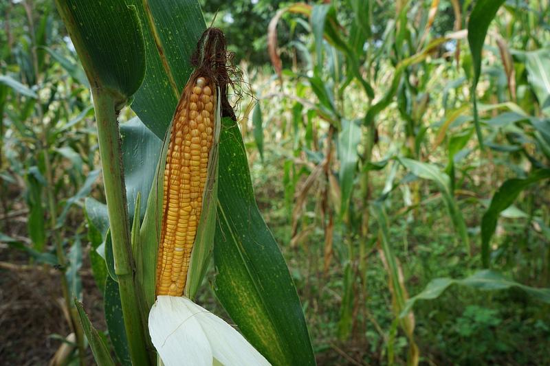 Importaciones de maíz blanco en Colombia aumentaron en 411 %