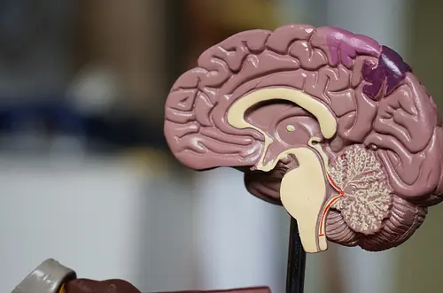 Ni dolor ni cirugías: el secreto para entender el Alzheimer