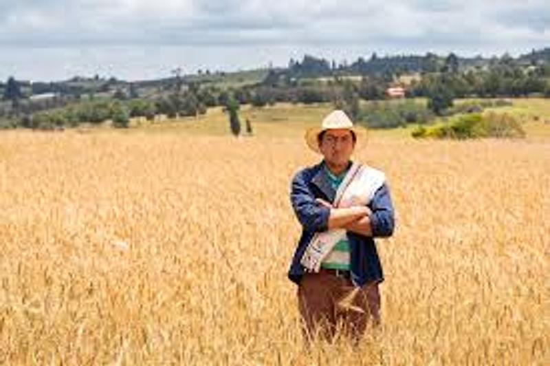 Fenalce alerta por recursos del Seguro Agropecuario