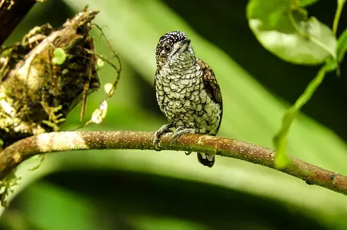 Colombia vuelve a liderar conteo internacional de aves