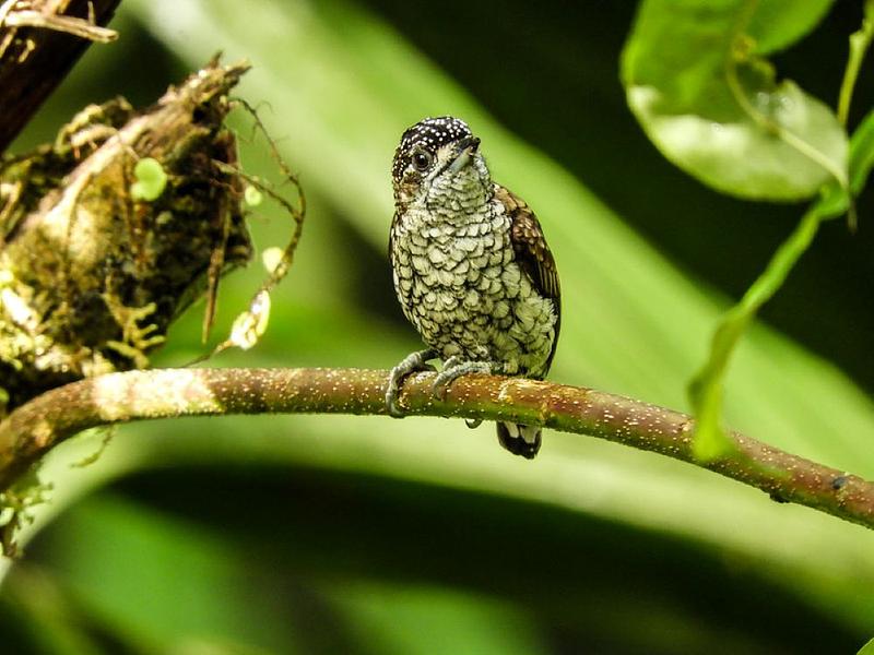 Colombia vuelve a liderar conteo internacional de aves