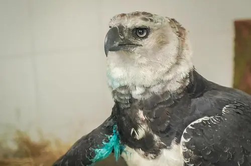 Rescatan águila arpía herida en La Macarena