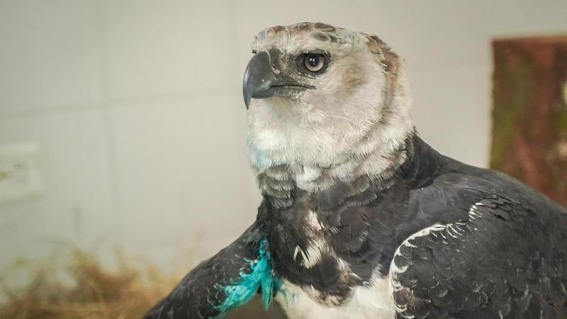 Rescatan águila arpía herida en La Macarena
