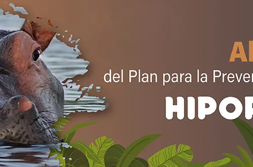 Se confirma que iniciará la eutanasia hipopótamos Colombia
