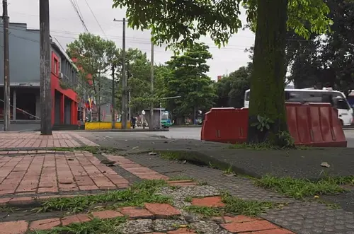 Tala de árboles en Av. Catama responde a criterios técnicos