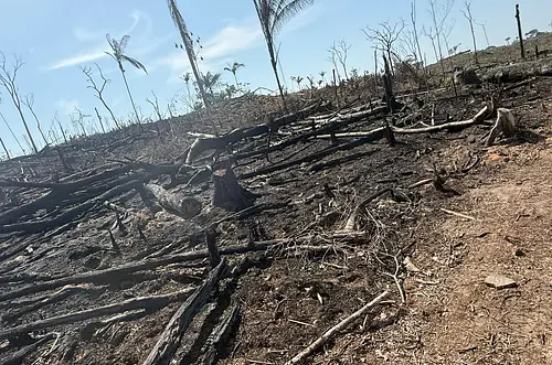 Cae red criminal señalada de deforestar tierras en Meta